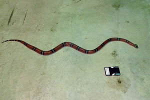 Змея, которая заползла в квартиру корпуса 1407. Фото: МЧС Зеленограда