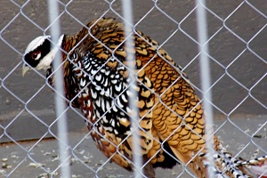 Королевский фазан в «Доме лани». Фото Людмилы Королевой (Зеленоград сегодня)