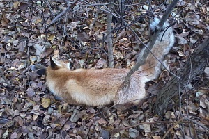 Погибшая лисица. Фото предоставлено ведушим ветврачом Антоном Степаненко