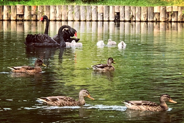 Лебеди с потомством на Быковом болоте. Фото с сайта matushkino.mos.ru