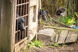 Частный приют для животных «Ника». © Зеленоград24, Алина Паскеева