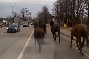 Лошади на Жилинской улице в Андреевке. Кадр из видео очевидца