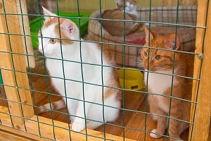 Кошки в приюте «Ника». Архивное фото «Зеленоград24»