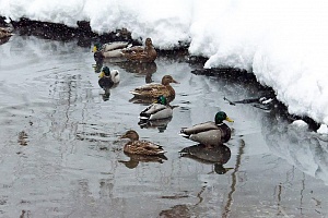 Зимующие птицы на реке Сходня. Фото: Борис Никонов