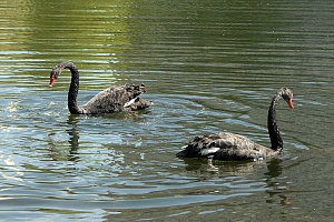 Черные лебеди на Быковом болоте. Фото: zelao.ru