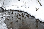 Горожан приглашают подсчитать зимующих водоплавающих птиц