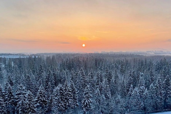 Лес между МЖК и Елино. Фото с сайта ecmo.ru