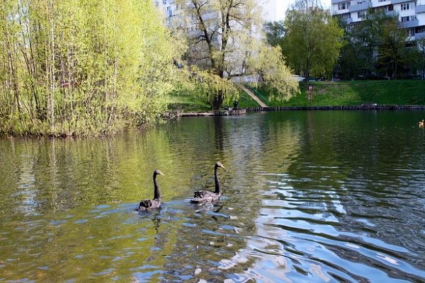 Лебеди на Быковом болоте. Фото: vesti-matushkino.ru