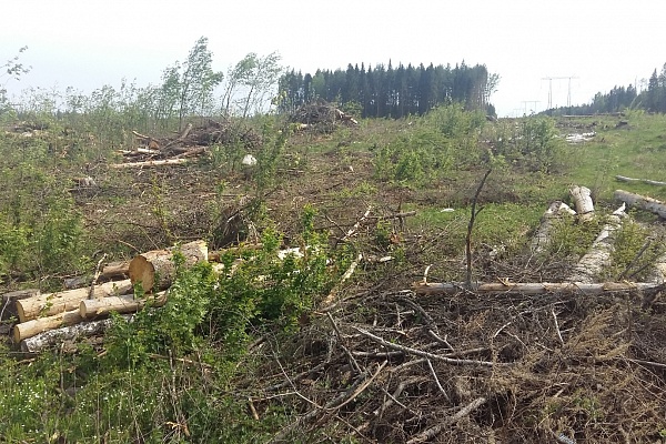 Срубленные деревья напротив 16 микрорайона. Фото с сайта ecmo.ru